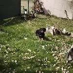 Tatil parkı U Tri Borovic *