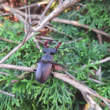 Prázdninový areál U Tří Borovic *