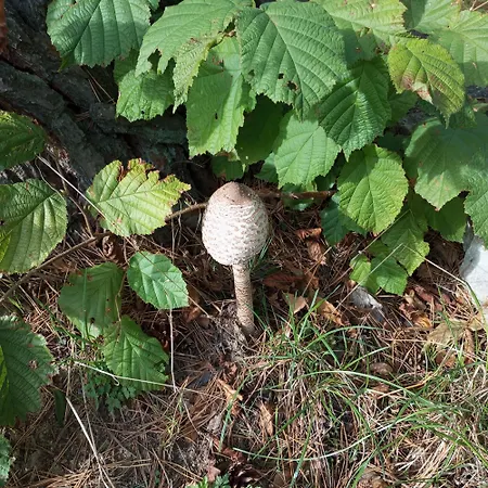 U Tří Borovic Prázdninový areál